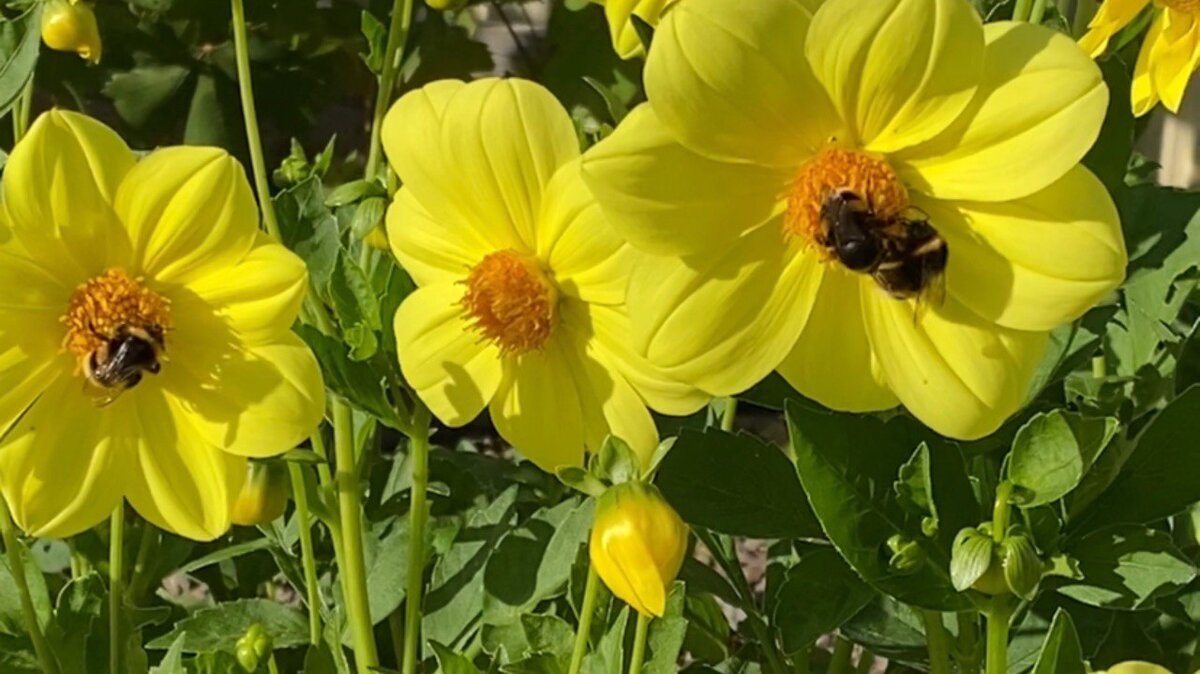 Георгины в сентябре