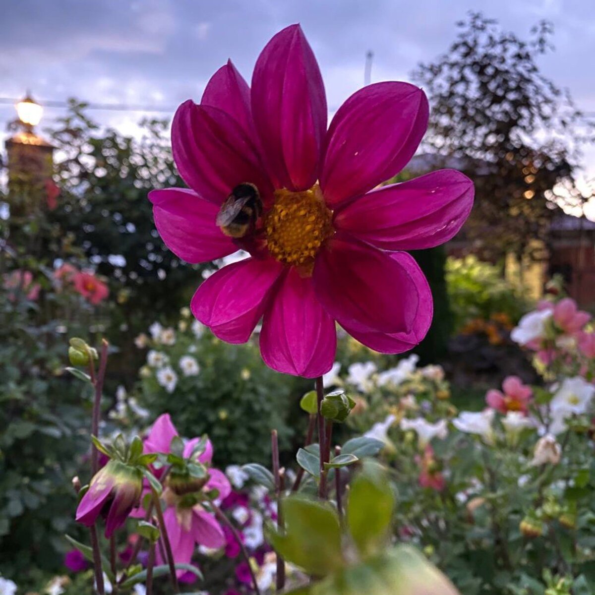 Георгина летом на вечерней заре