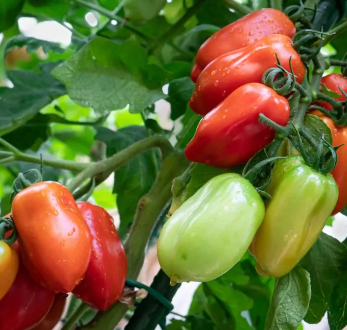 Фото Simple Garden Life