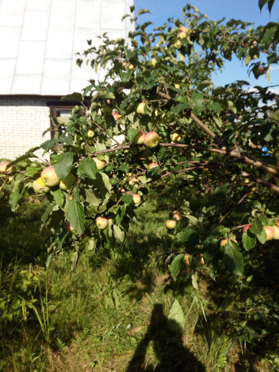 Яблонь было много больше десятка. Их и сейчас немало, но некоторые начали уже стареть, болеть и уходить