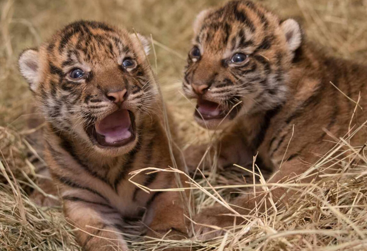 Вот такими крошками были тигрята, когда их нашел Николай