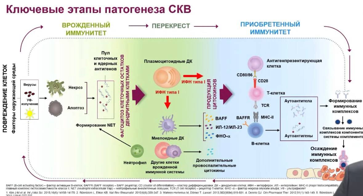 Автор: Новиков П.И., зав. ревматологическим отделением Клиники ревматологии, нефрологии и профпатологии Им. Тареева