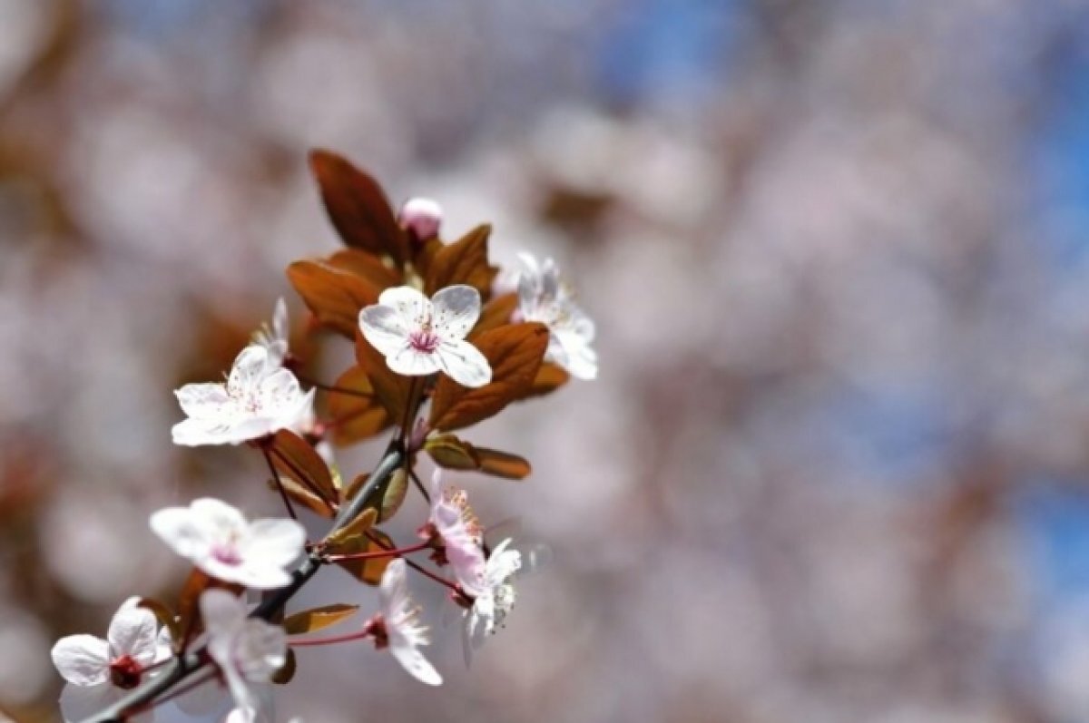    В Краснодарском крае 9 апреля ожидается +25 градусов и порывистый ветер