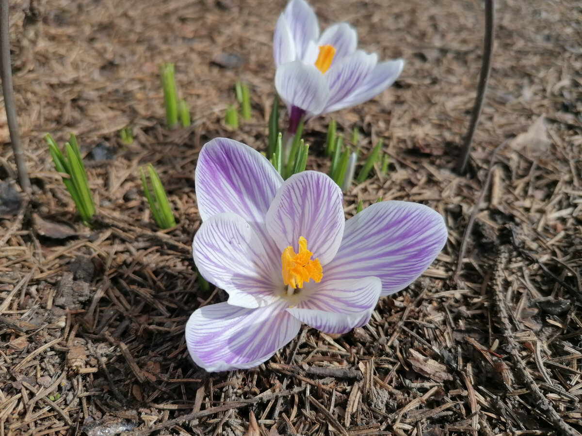 Первые крокусы в нашем саду. Апрель 2024. Фото автора @Маша Генералова