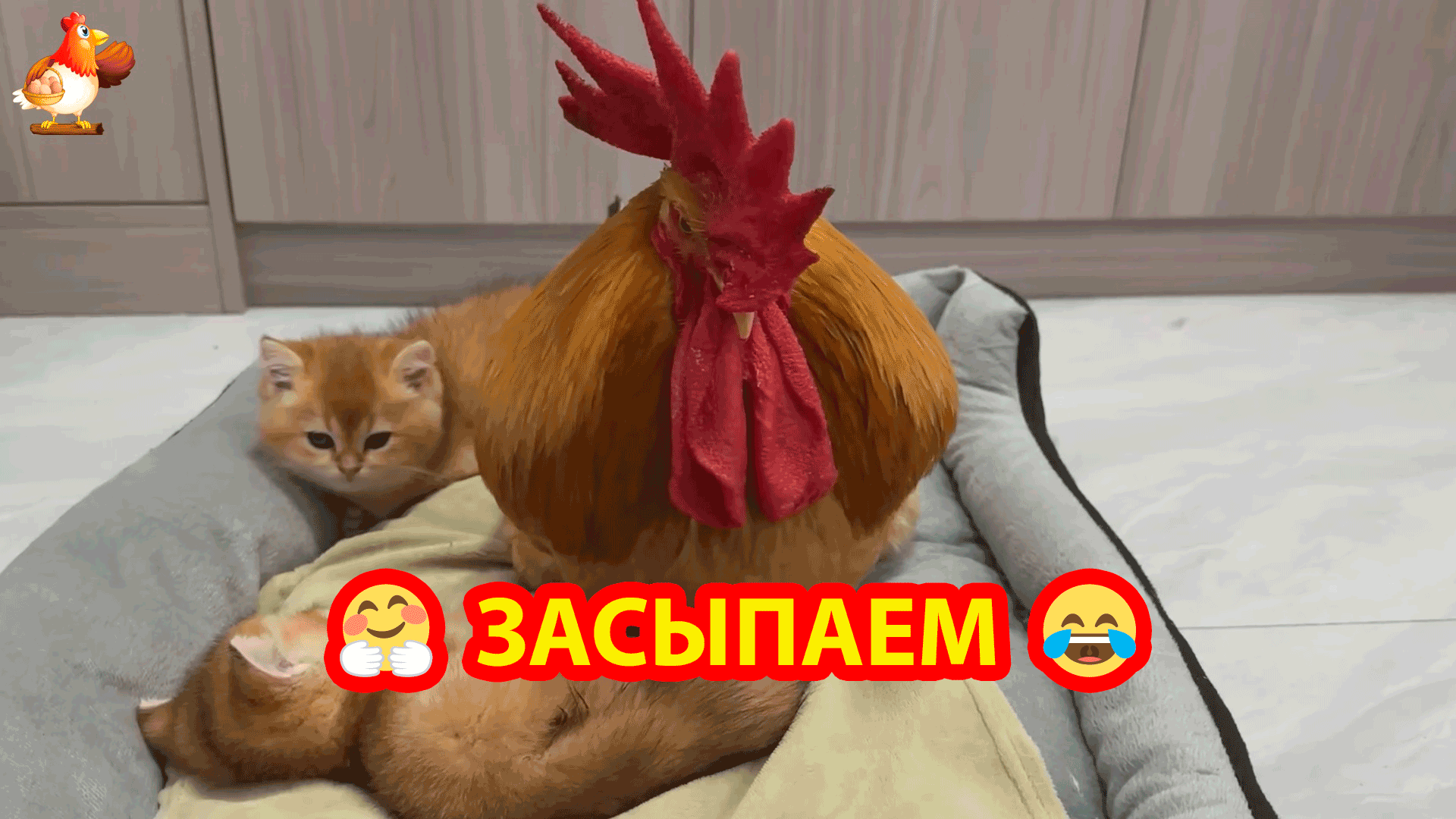 Петух с Котятами дома в лежаночке укладываются спать 🐓🐈🐈 Сладких снов  ❗🤗😂