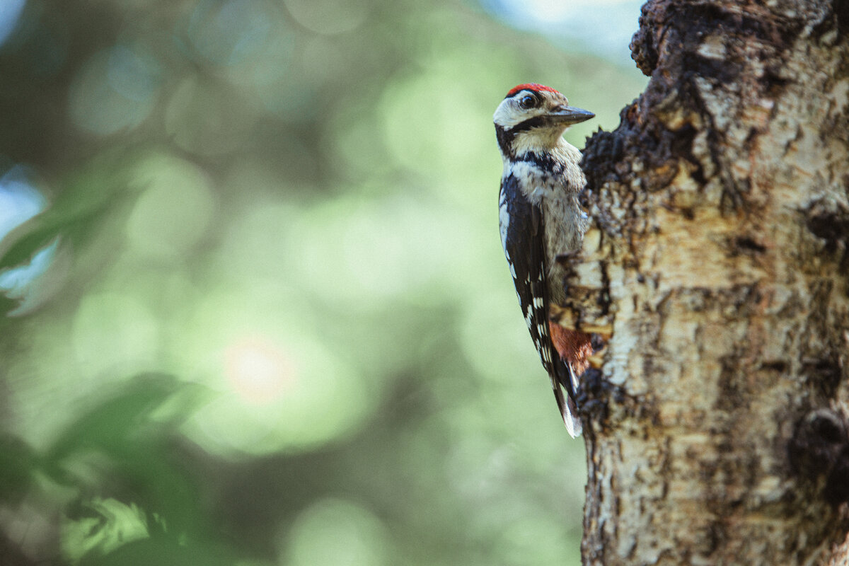Дятел, собственной персоной :)
