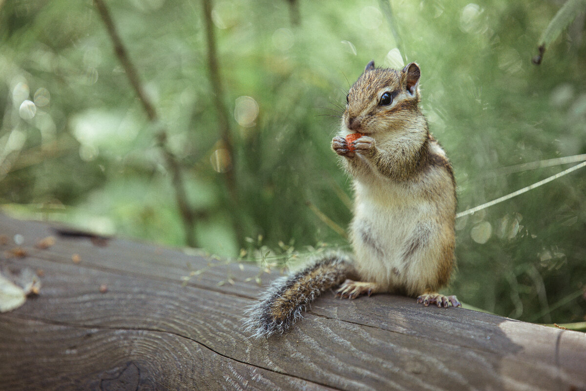 Ягодку кушает :3