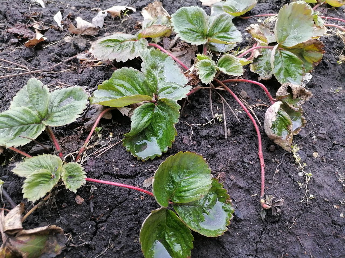 Моя земляника мокрая и снизу, и сверху, фото автора