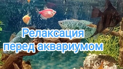 🐟Видео для релаксации🐠Релаксация перед аквариумом🐡Красивые аквариумные рыбки🐬