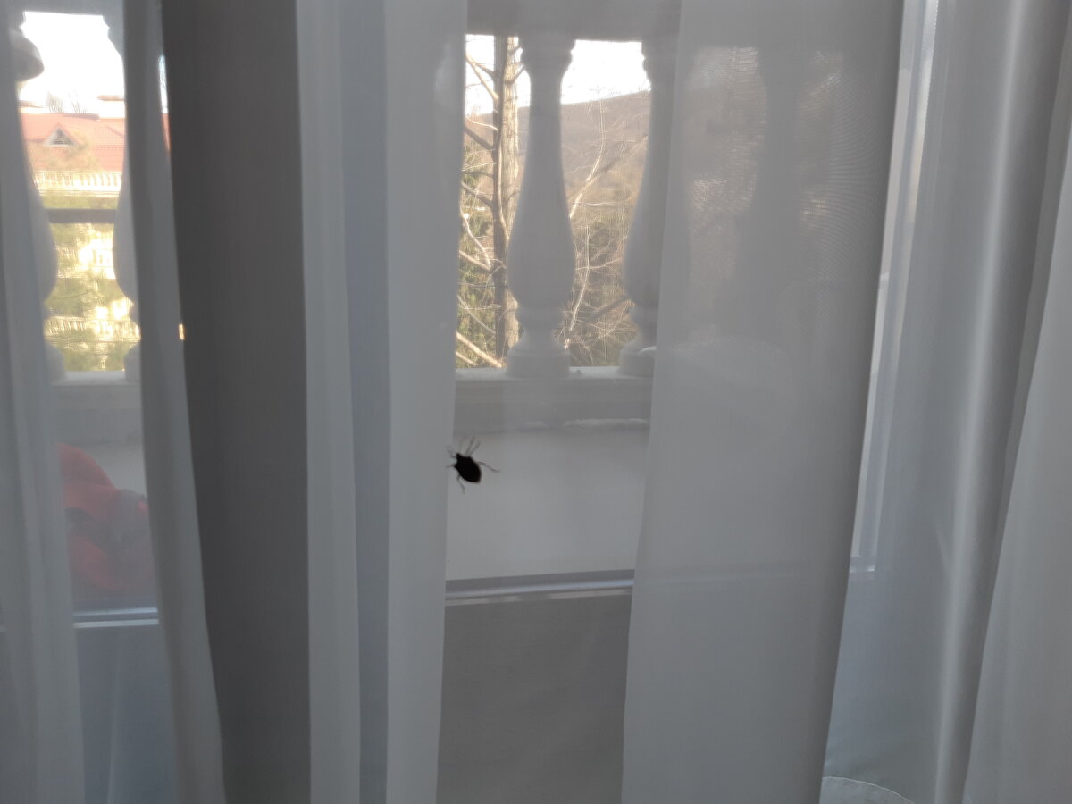 Жук на занавеске в номере санатория "Юг" Сочи