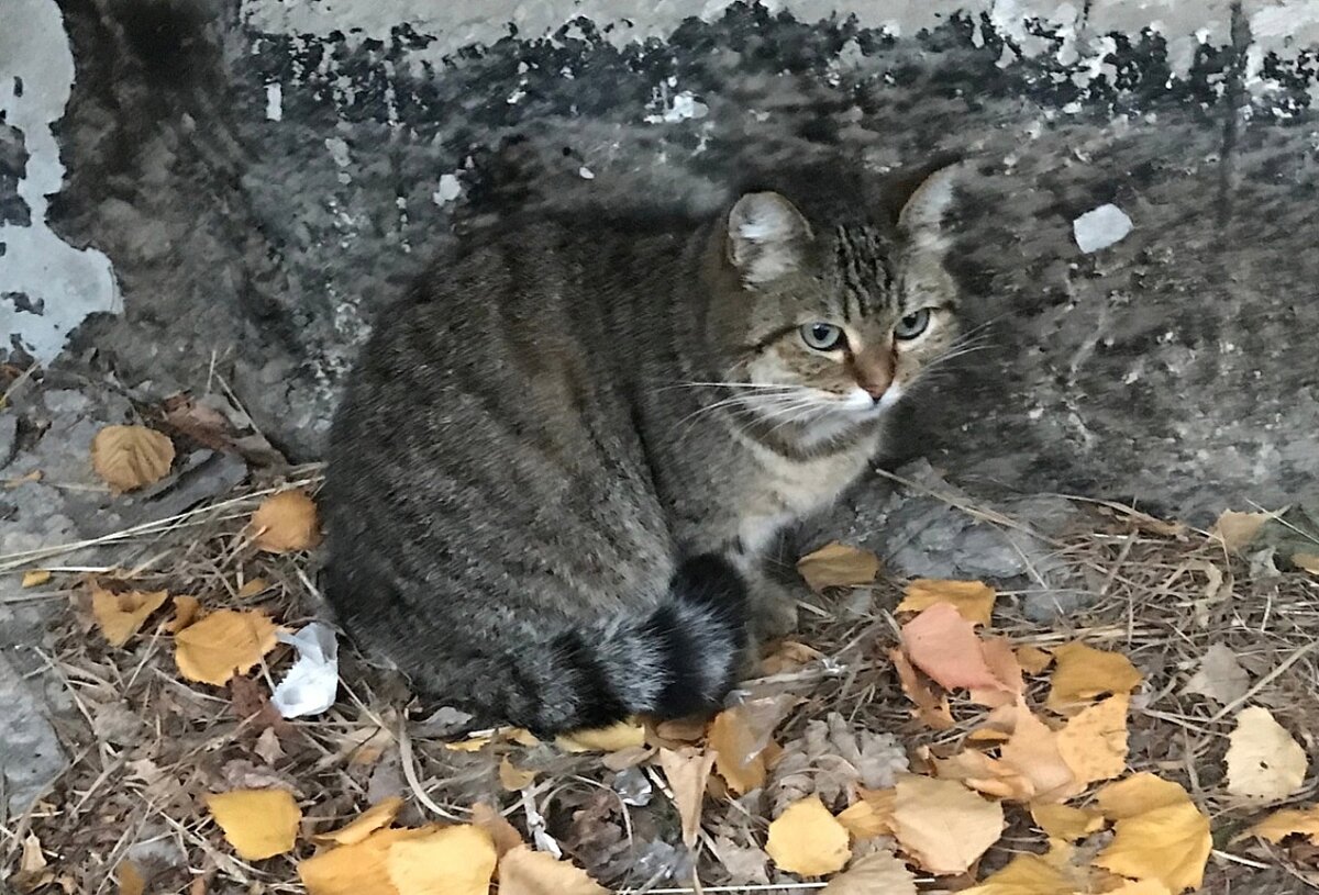 Кошка сидела не один день у магазина «Леон». Выяснили, что домашняя, но хозяйке не нужна. Ну как оставить кошку а беде?