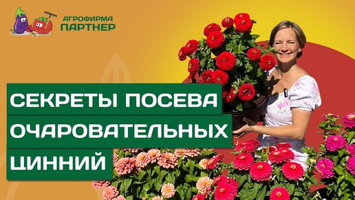 下载视频: КОГДА СЕЯТЬ СЕМЕНА ЦИННИИ НА РАССАДУ, И КАК СДЕЛАТЬ ЭТО ПРАВИЛЬНО