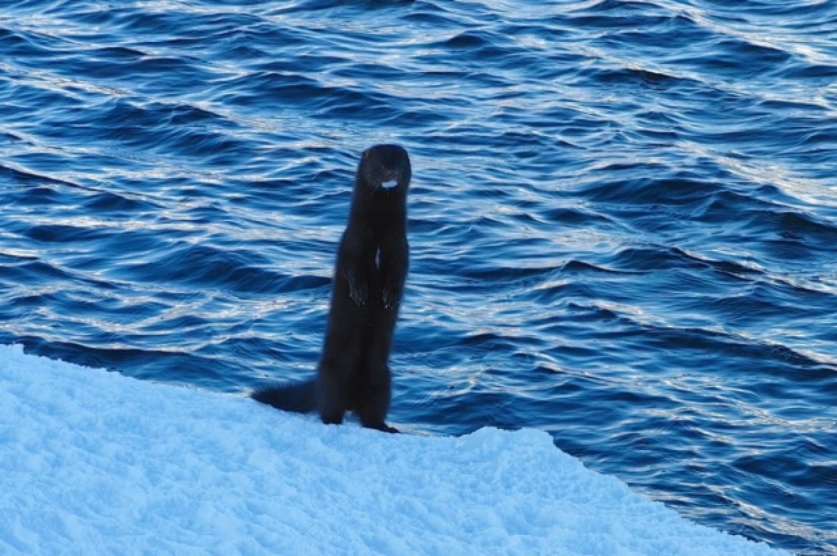    Количество зайцев- беляков уменьшилось более чем в два раза на Камчатке