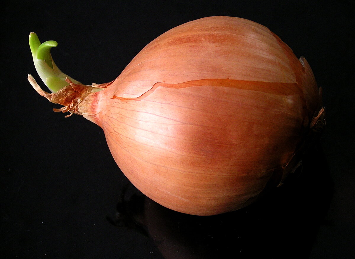 лук
