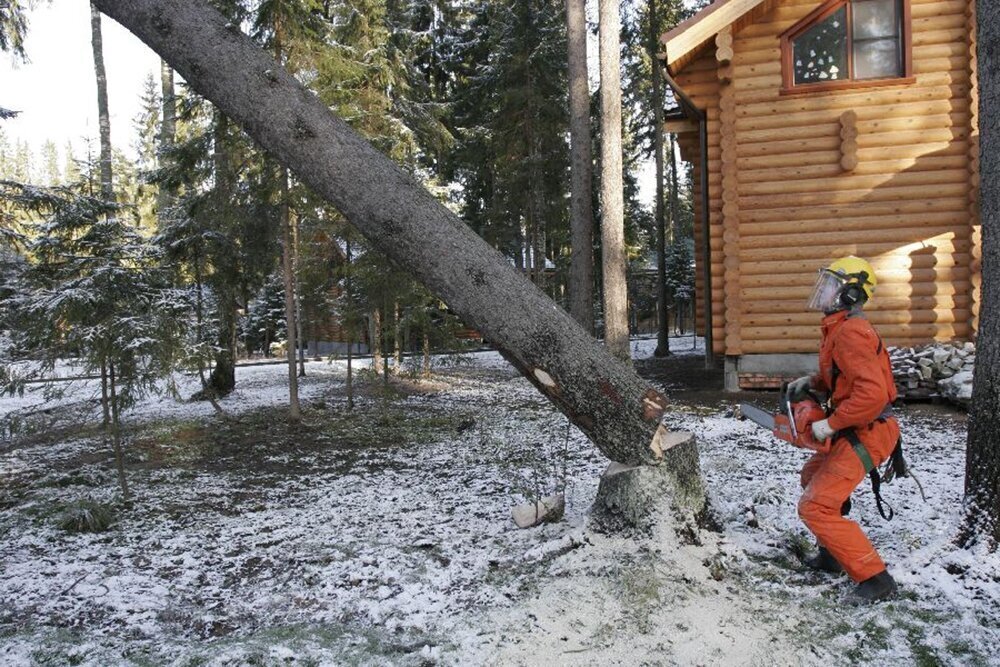 Валка деревьев. Спиливание деревьев на участке. Вырубка деревьев на участке. Валка леса бензопилой.