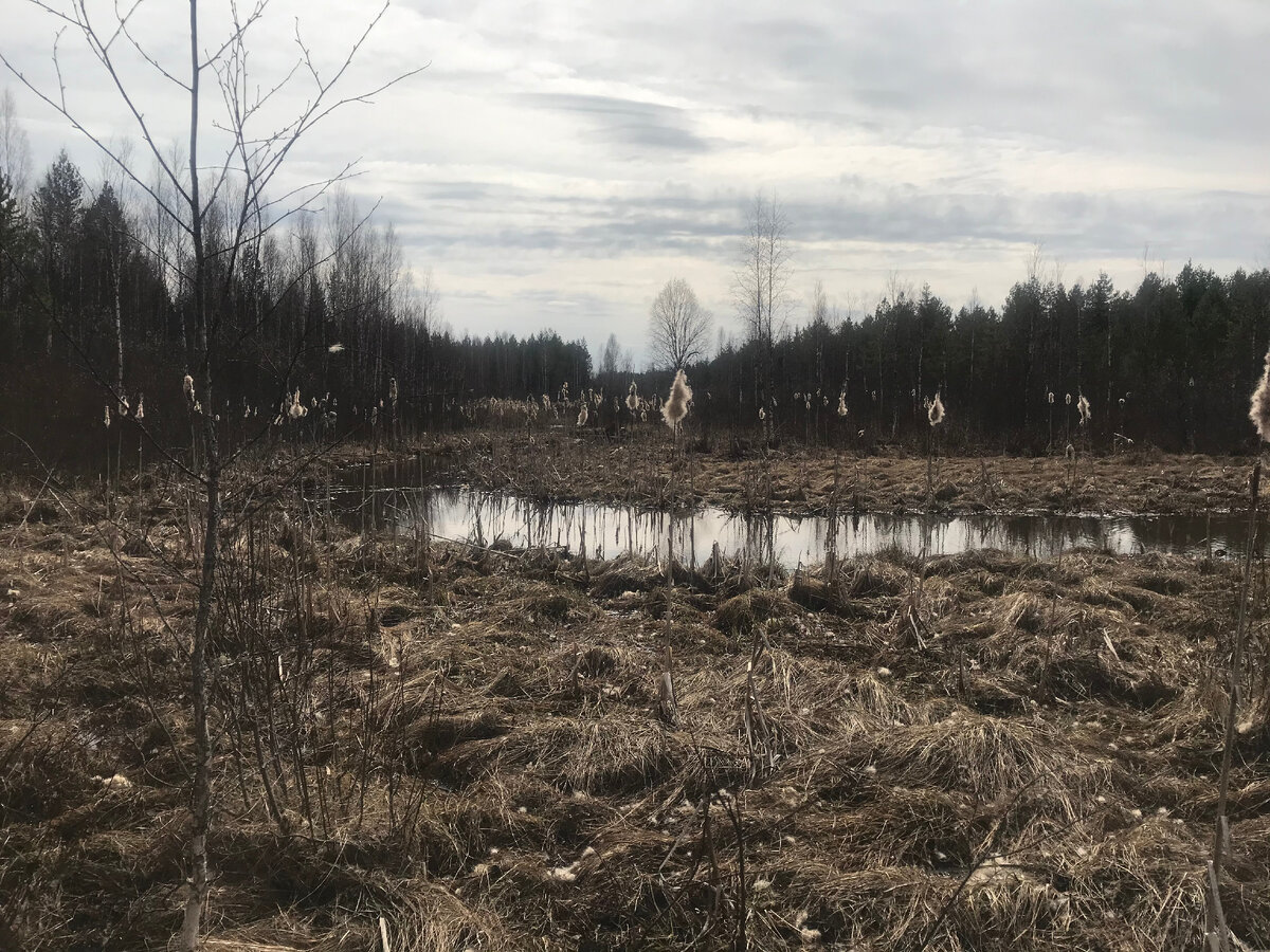 Авторское фото весна 2018 года – берега реки Чечевинка вблизи от истока.