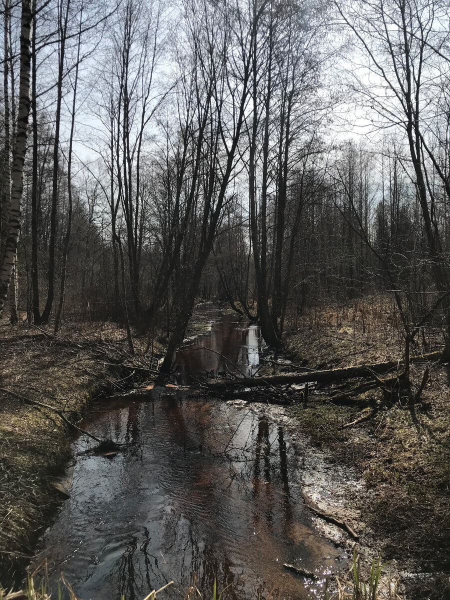 Авторское фото весна 2021 года – русло реки Чечевинка недалеко от впадения в реку Желча.