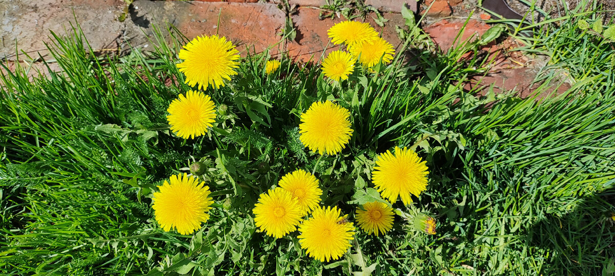 Одуванчик обыкновенный. Фото сделано на моей даче.