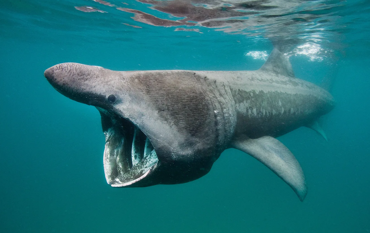 Один из наиболее удивительных фактов о гигантской акуле заключается в ее коже. Кожа этой акулы уникальна и выглядит как шершавая бумага из-за многочисленных мелких зубчатых чешуек, называемых плакоидными чешуйками. Эти чешуйки настолько жесткие и острые, что кожу акулы можно использовать в качестве наждачки, и в прошлом моряки действительно использовали ее для шлифовки деревянных частей своих кораблей. Но самое поразительное в этих чешуйках не их абразивные свойства, а их вклад в гидродинамику акулы. Форма и расположение плакоидных чешуек значительно уменьшают турбулентность вокруг тела акулы, позволяя ей двигаться через воду с меньшим сопротивлением. Это увеличивает эффективность каждого ее движения и позволяет гигантской акуле-макрели эффективно фильтровать большое количество воды в поисках пищи, тратя при этом минимум энергии.