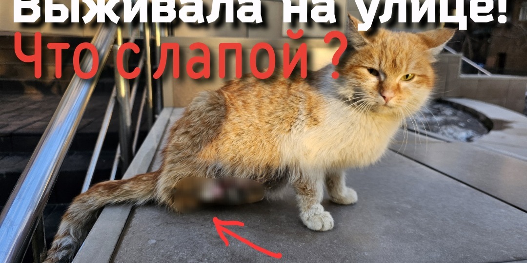 💔Когда взяли кошку на руки были в шоке/ что случилось с её лапой?😱😭