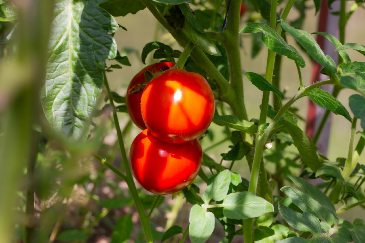 Раннеспелые - это те сорта, плоды которых можно получить за 85-100 дней от посадки
