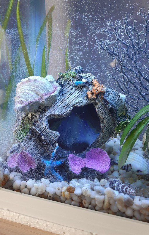 затонувшая бочка с ракушками