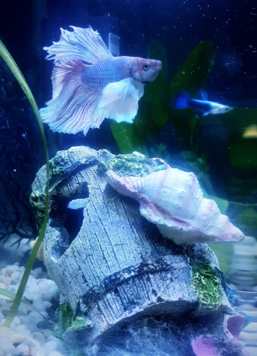 Петушок "Слоновые уши"