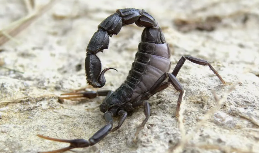 Scorpion tail. Скорпион. Хвост скорпиона. Абхазский Скорпион. Скорпионы в Абхазии.