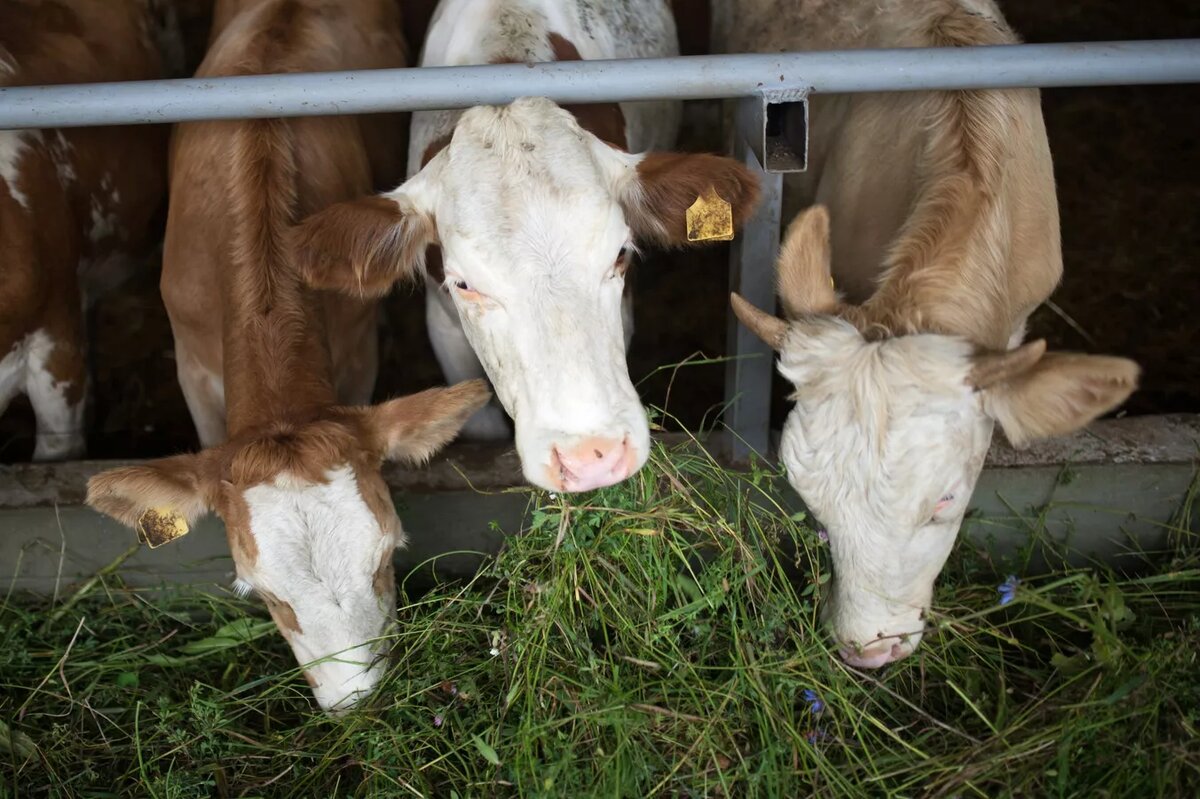 © Sputnik / Илья Питалев