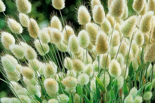 Зайцехвост