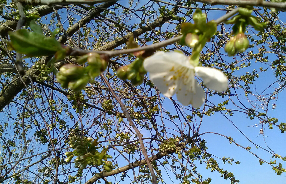 У вишни некоторые цветки-выскочки появились