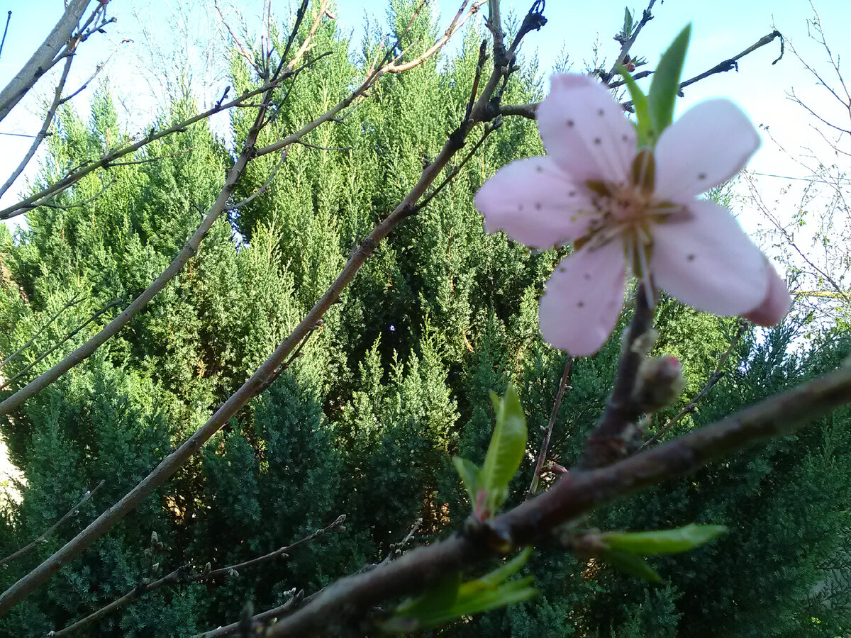 Персик расцветает 