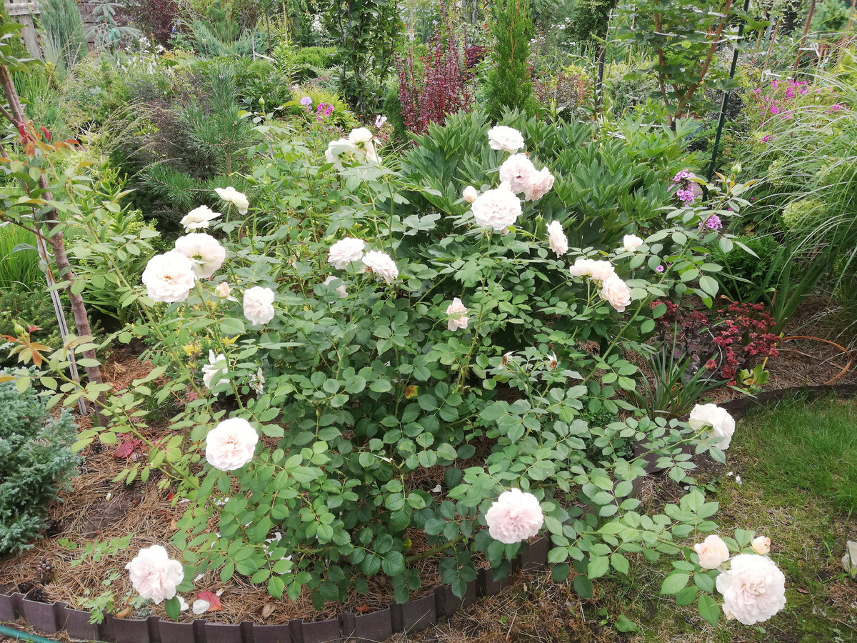 Роза 'Matthias Claudius', у которой ВСЕГДА все побеги имели светло-бежевую серединку. И я их никогда не резала. На фото - конец августа.