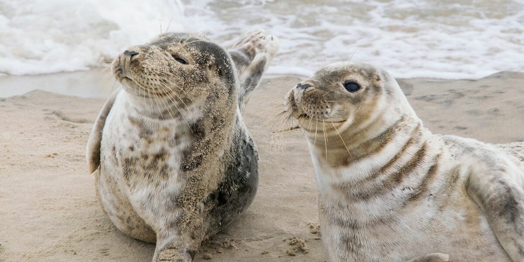 Где в Калининградской области увидеть тюленей?