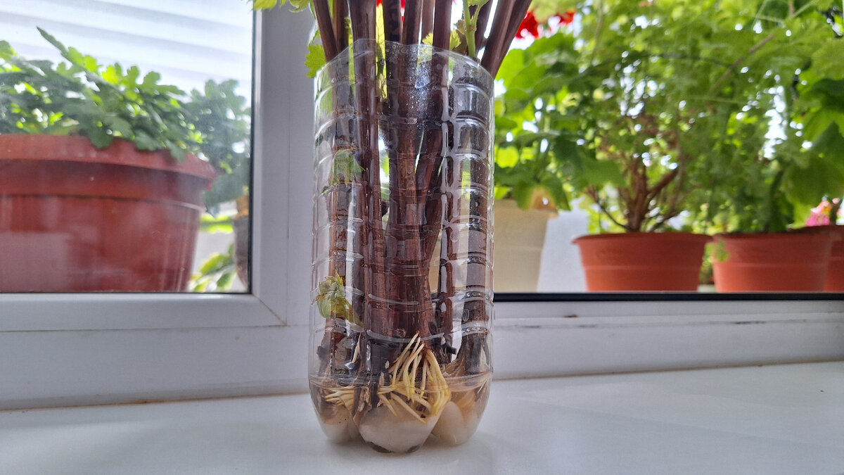 Бытовой вариант укоренения черенков винограда, хотя, можно и сразу в грунт