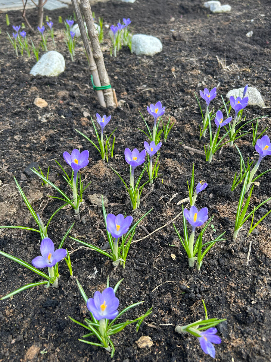 Крокусы