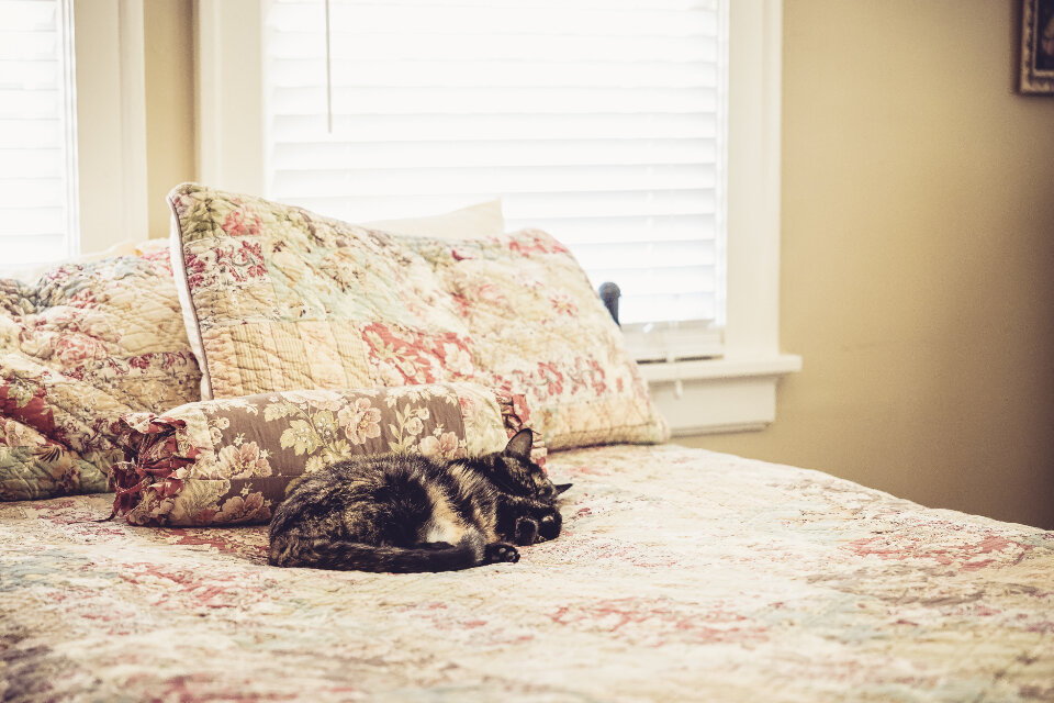 Котики - хороший пример того, как нужно отдыхать