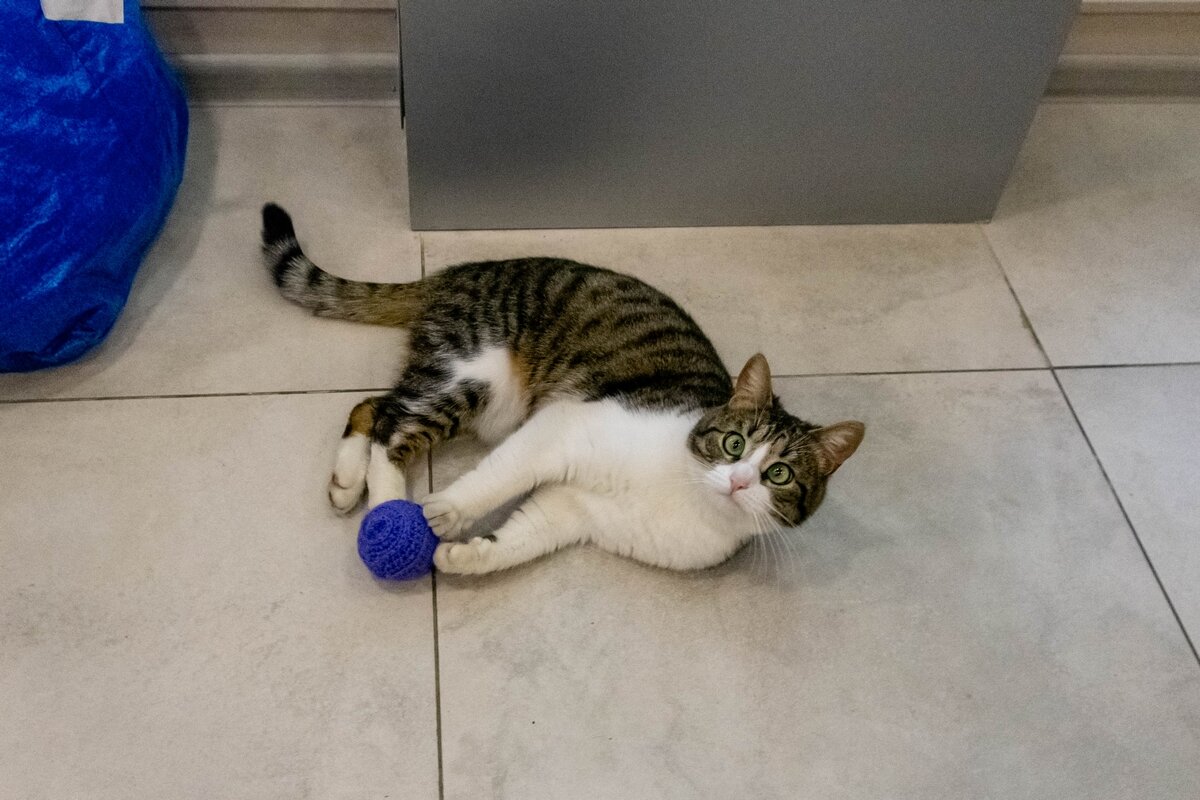 Самый главный библиотекарь. Наша Катя связала для нее этот мячик