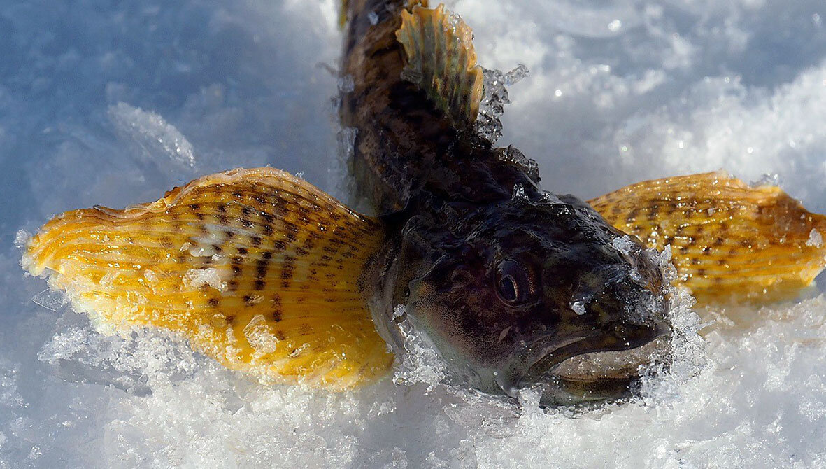 Рыбалка на вентерь | Байки бывалого охотника🦆🦐🐟 | Дзен