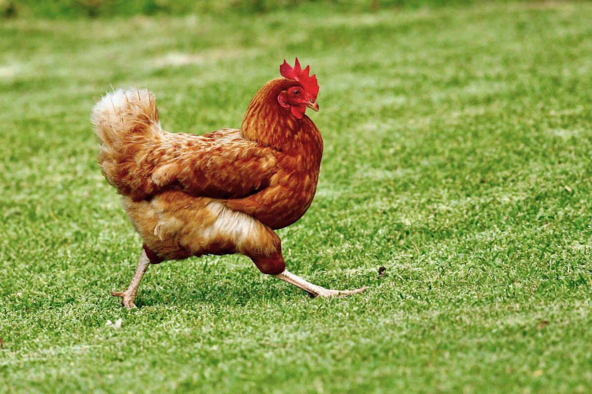     Особенность одомашненных птиц: почему курицы не умеют высоко летать