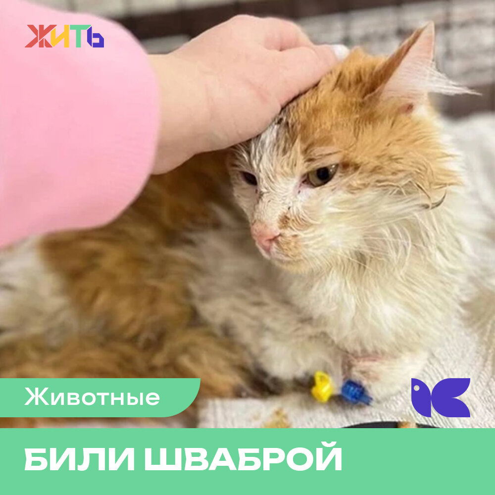 В Самаре котик как-то пробрался в поликлинику, где его заметила одна из работниц. Женщина поймала кота и выбросила его на улицу, а после схватила швабру и лопату😢 Очевидцы уверяют, женщина била кота шваброй и отпихивала лопатой подальше от здания. 
В этот момент мимо проходили ученики местной школы. Увидев, что происходит, дети бросились на помощь животному.

Рядом случайно оказалась и пенсионерка. Она подошла к детям узнать, что случилось, а потом бросилась в аптеку за бинтами и лекарствами.

Уже в ветклинике котику оказали помощь, и он получил имя Лучик❤️

Добра тебе, Лучик!
