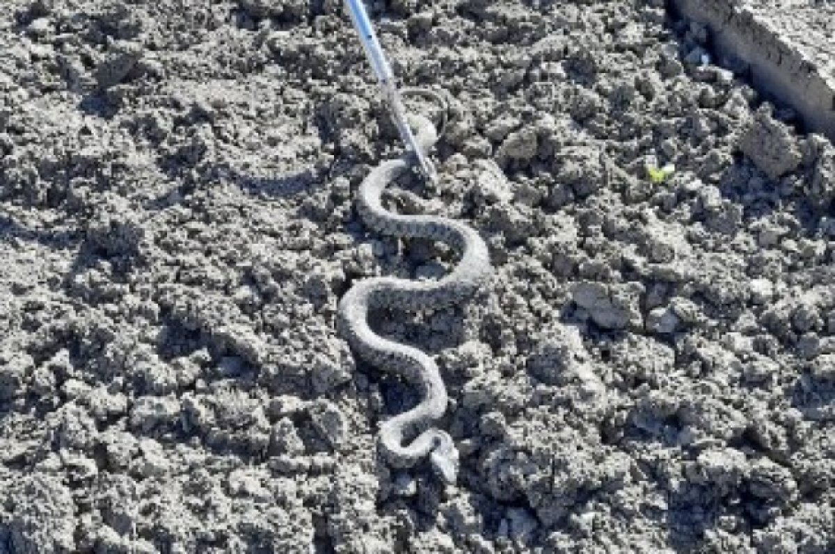    В Краснодарском крае учащаются происшествия со змеями