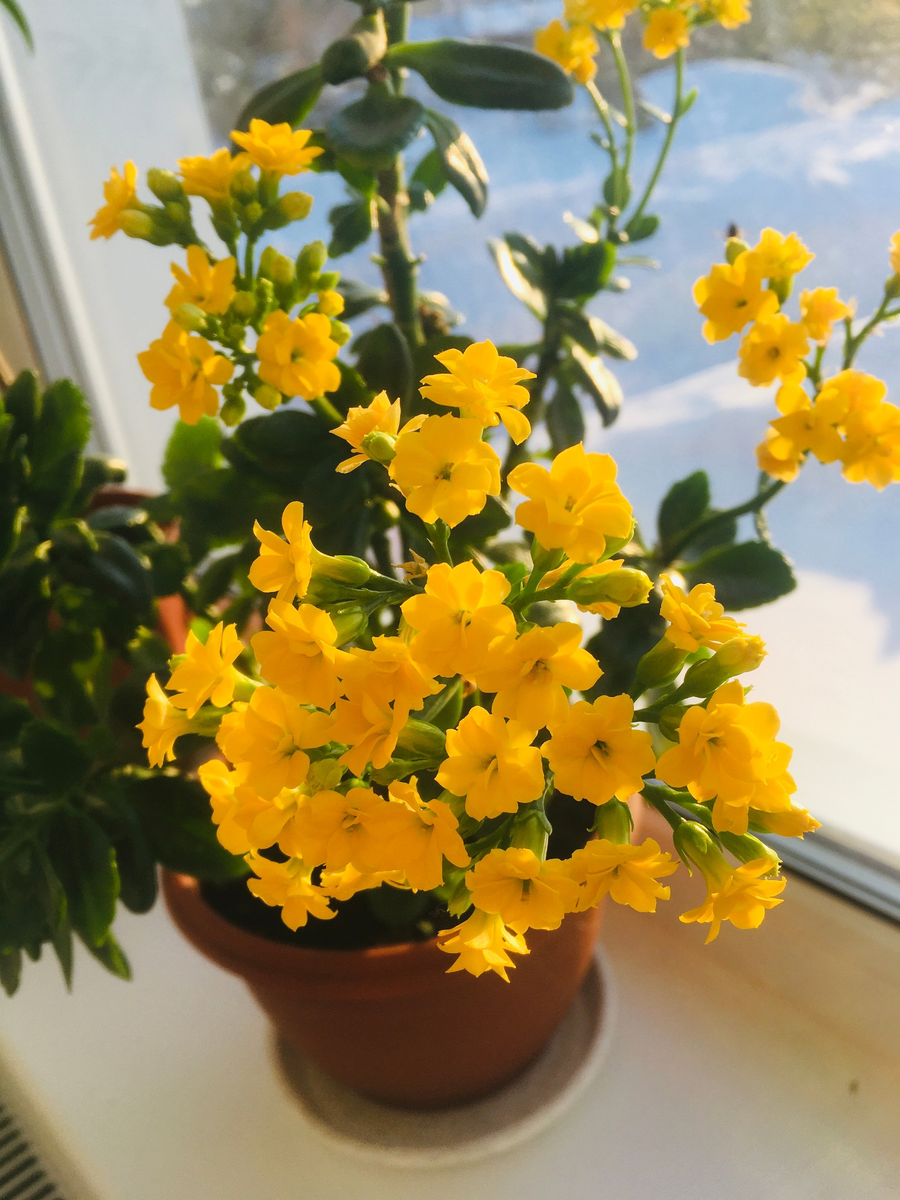 Цветущее каланхоэ