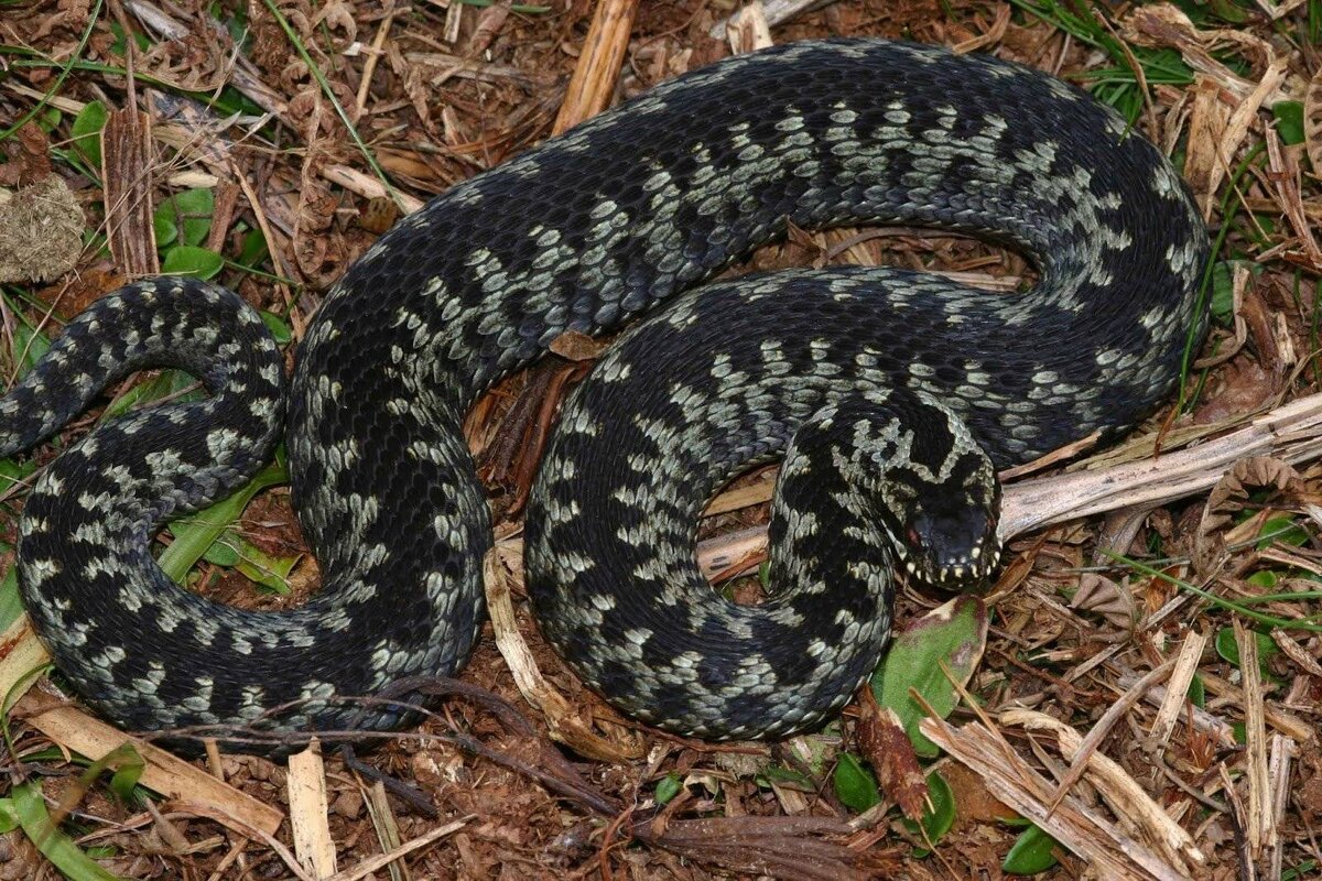 Картинка взята из сети