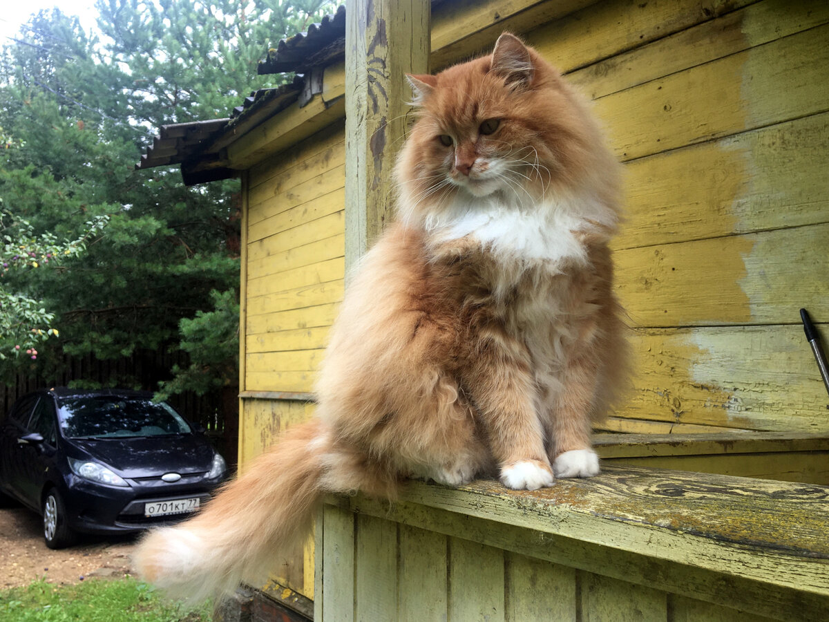 Беша. Фото автора