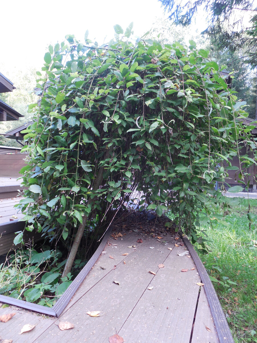 Ива сорта Килмарнок несколько лет назад