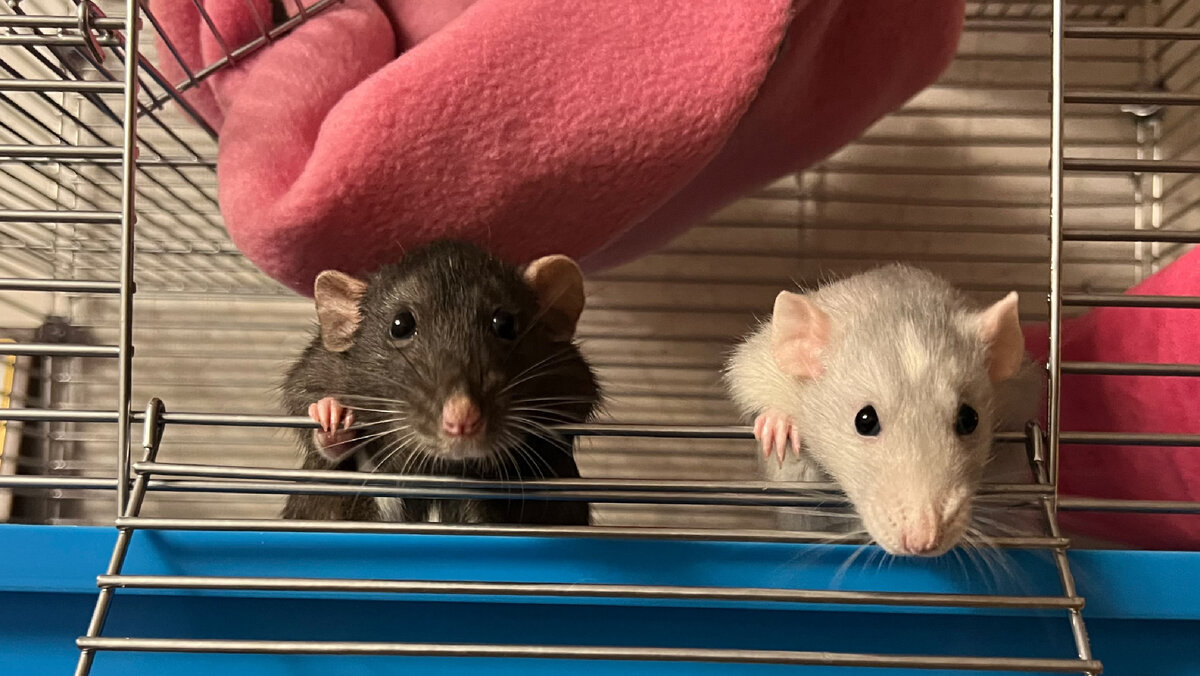 Вот такие мордочки встречают меня каждый вечер))