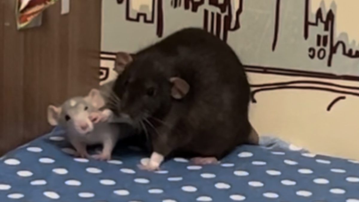 Вот примерно так это выглядит, только Бела уже побольше (извиняюсь за некачественное фото)