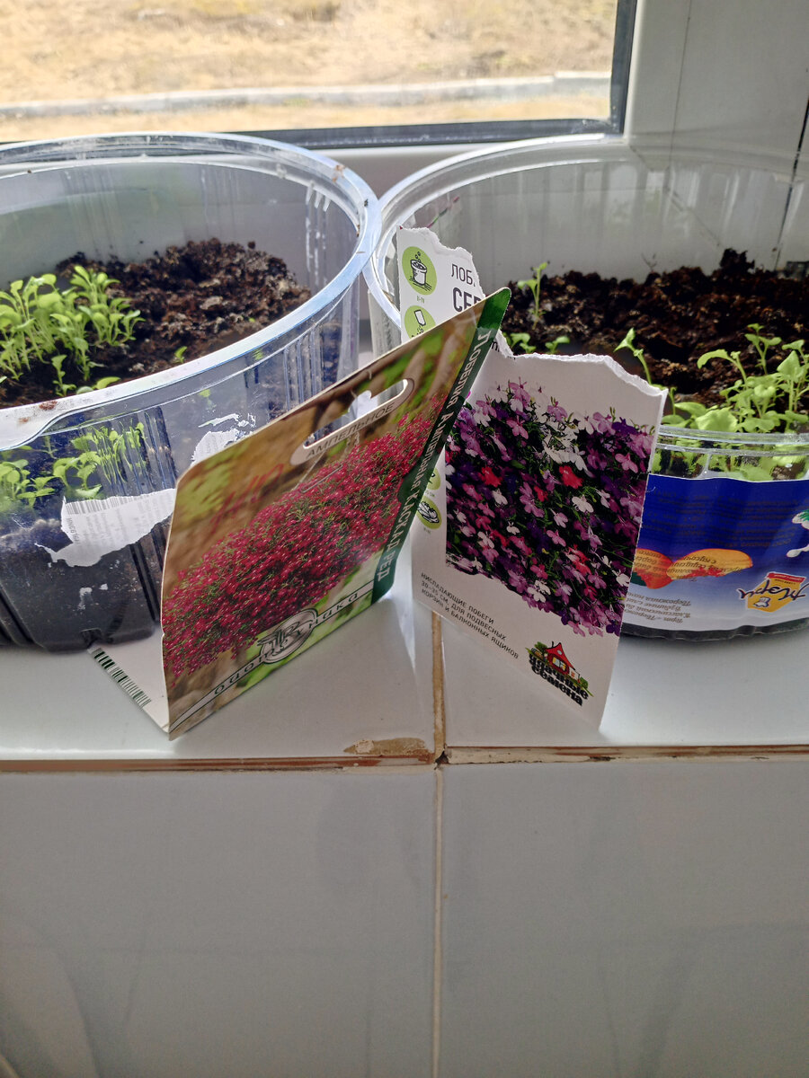 Лобелия. Фото автора.