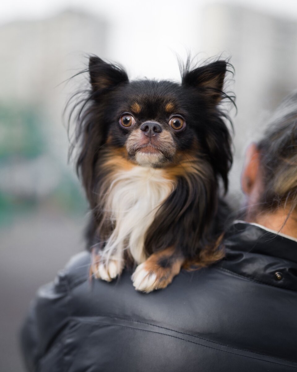 Москва и МО, чихуахуа, мальчик, возраст 2 года  (можно листать)